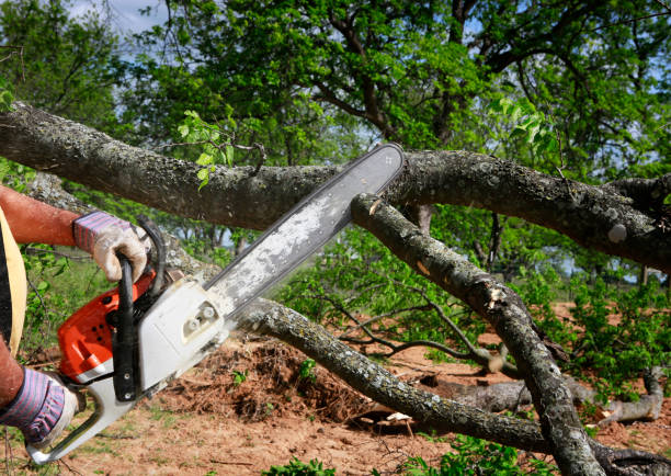 Best Lot and Land Clearing  in Green Knoll, NJ